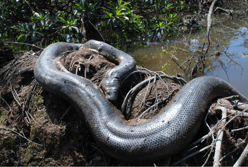 tour selva ecuador